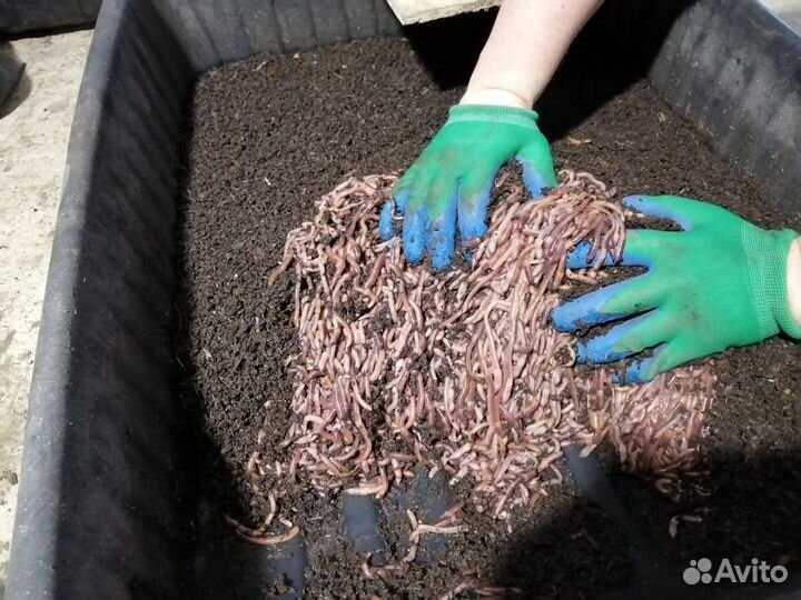 Биогумус из навоза крс пакетами, мешками и фурами