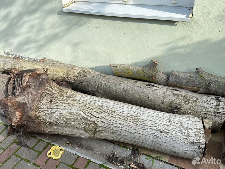 Ствол грецкого ореха