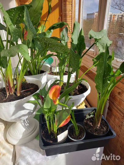 Клубни каллы