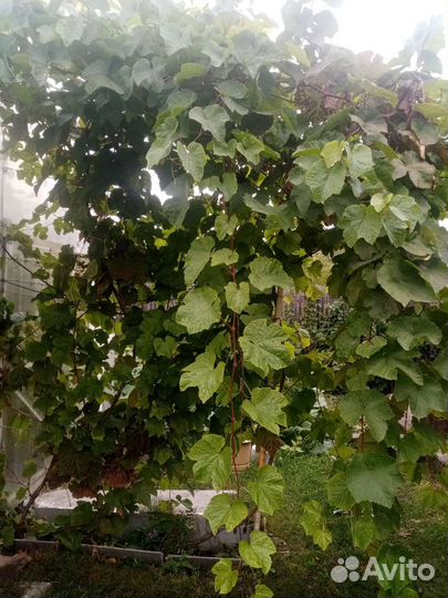 Виноград, саженцы, морозостойкие и укрывные сорта