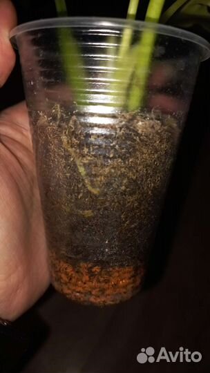 Филодендрон Голден драгон