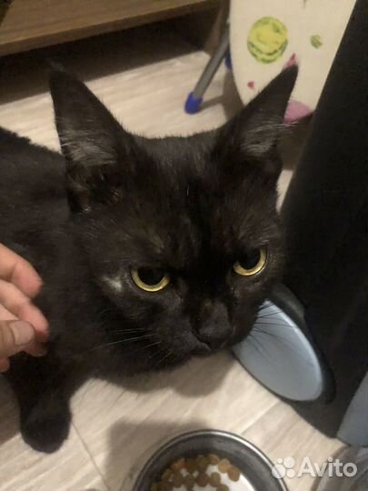 Коты бесплатно