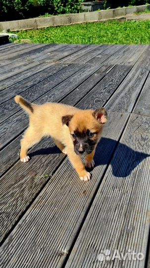 Щенки митисы