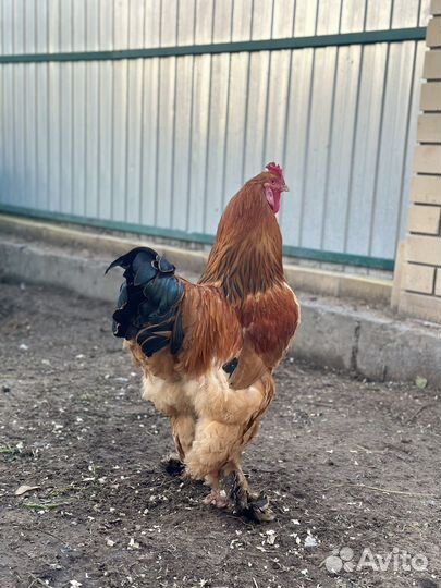 Петух брама