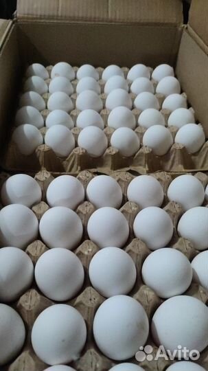 Яйцо куриное опт
