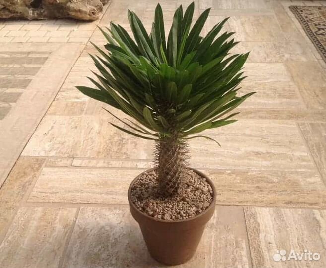 Пахиподиум Ламера семена