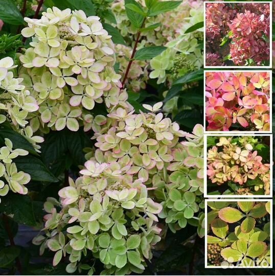 Метельчатые гортензии, невысокие сорта, до 1.3 м