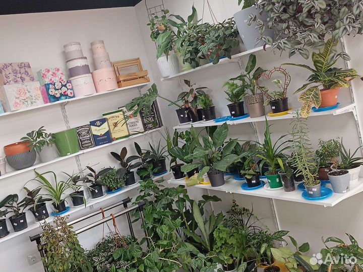 Комнатные растения цветы