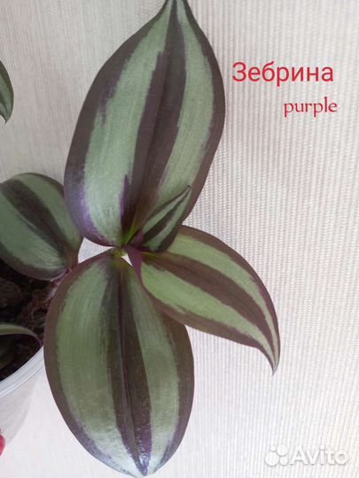 Традесканция часть 2