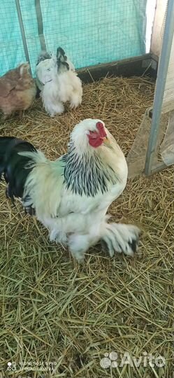 Петух Брама чистокровный на племя