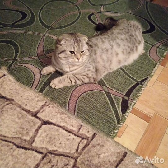 Ищем жениха