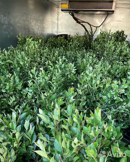 Кизильник блестящий