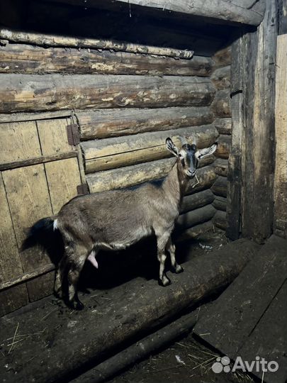 Молодые дойные козы