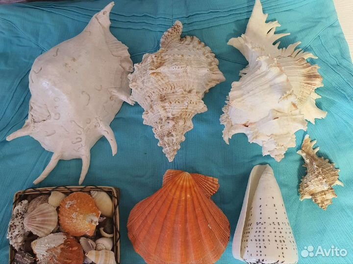 Морские ракушки раковины большие