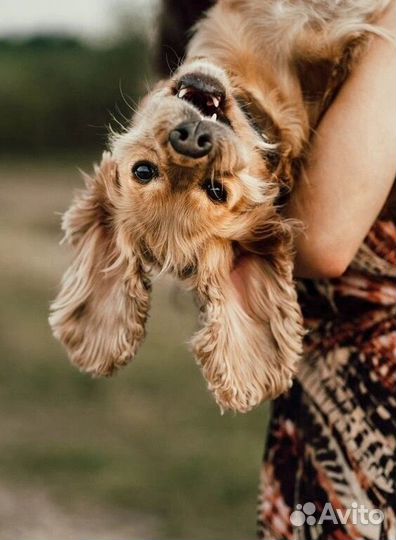 Кинолог, кинолог онлайн