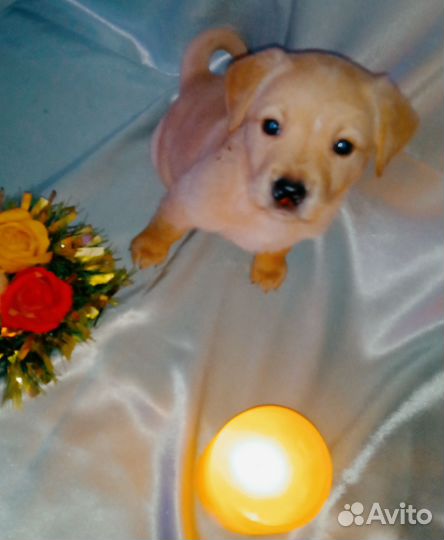 Лабрадор ретривер щенки