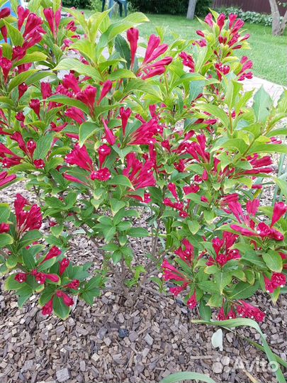 Растения для сада