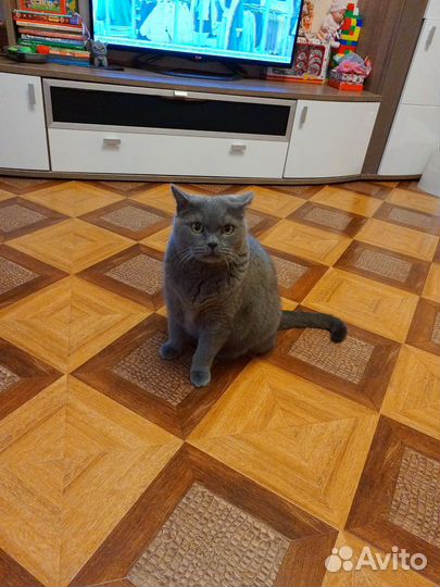 Квартирная передержка кошек/ов в Ленинском районе