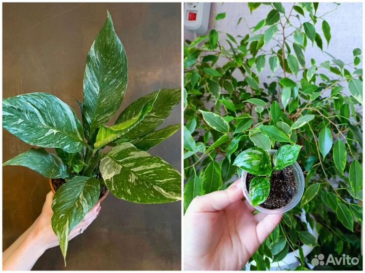 Комнатные цветы