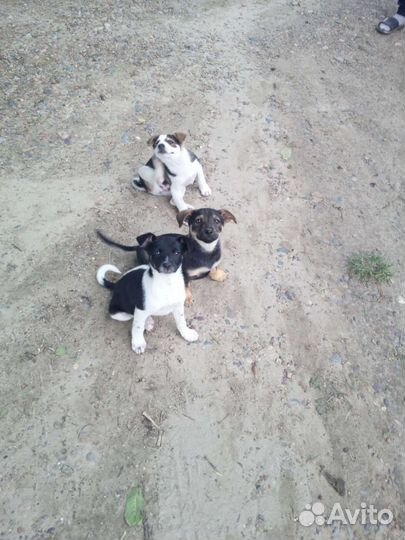 Щенки дворняжки