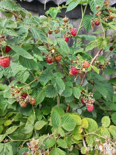 Ремонтантная малина