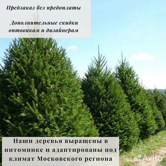 Ель стандарт 2024