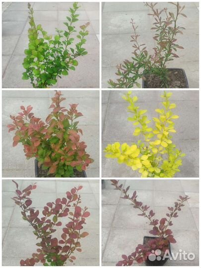 Барбарис тунберга