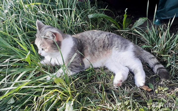 Молодой кошечке нужен дом