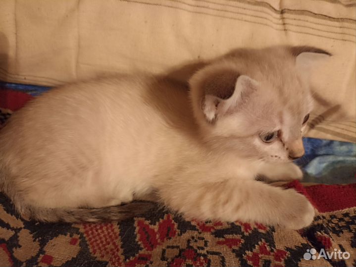 Британские котята