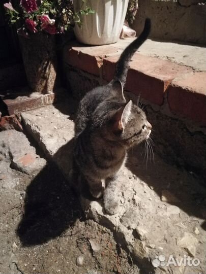 Кошка бесплатно