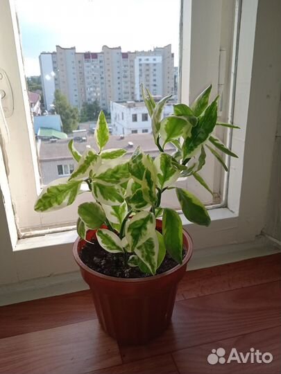 Цветы комнатные