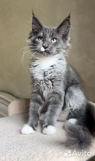 Шикарные котята с документами