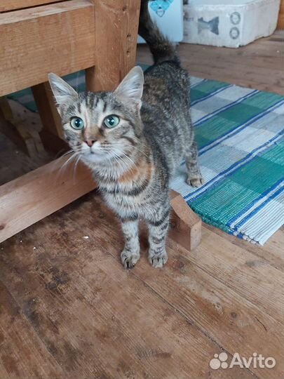Котенок в дар