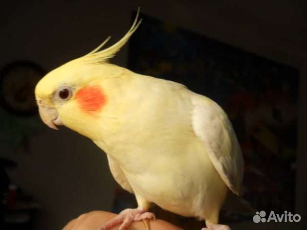 Попугай корелла птенец