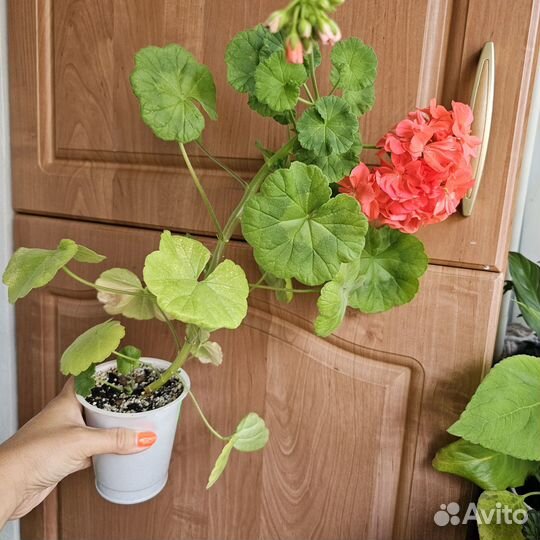 Комнатные растения