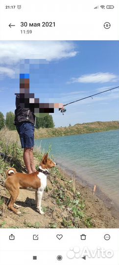 Вязка басенджи