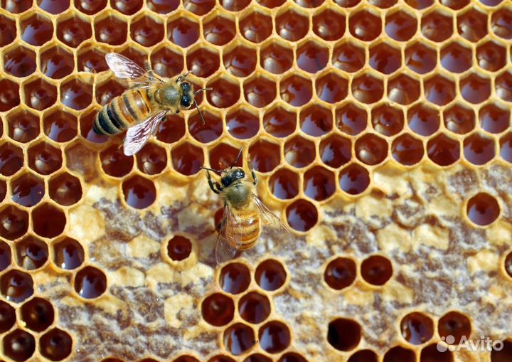 2024 Мёд натуральный алтайский опт