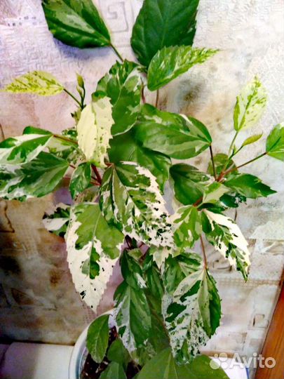 Комнатные цветы 2