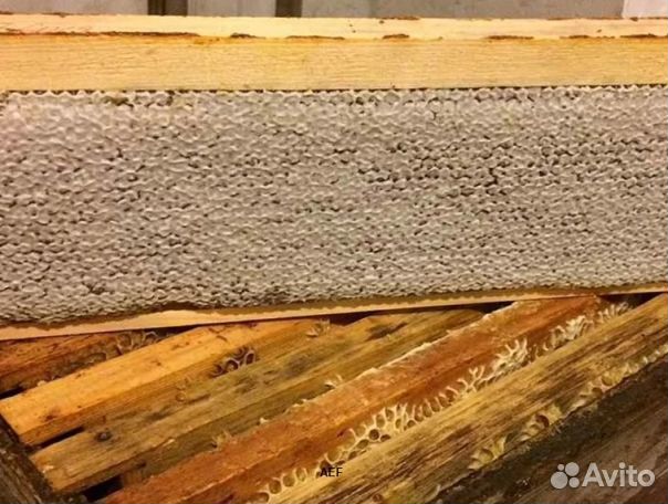 Мед 24 года Алтайский опт