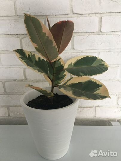 Фикус эластика Тинеке