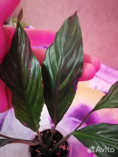 Спатифиллум каити