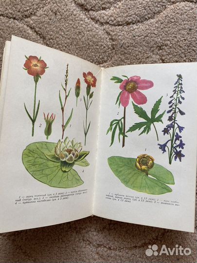 Полезные растения Центральной Сибири