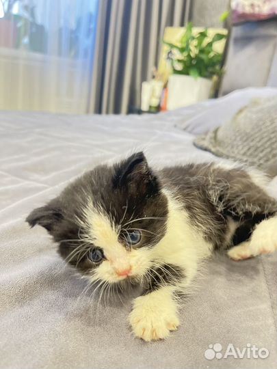 Котенок в добрые руки