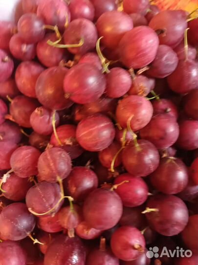 Саженцы Крыжовник