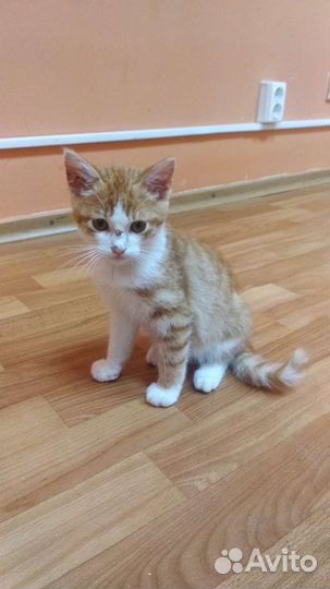 Рыжий котенок мальчик