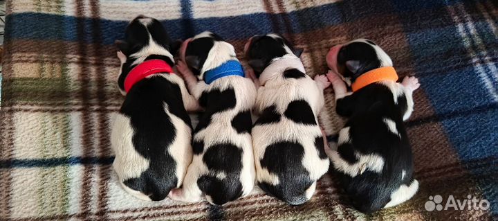 Йоркширский терьер щенки бивер