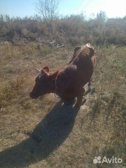 Корова первотелка