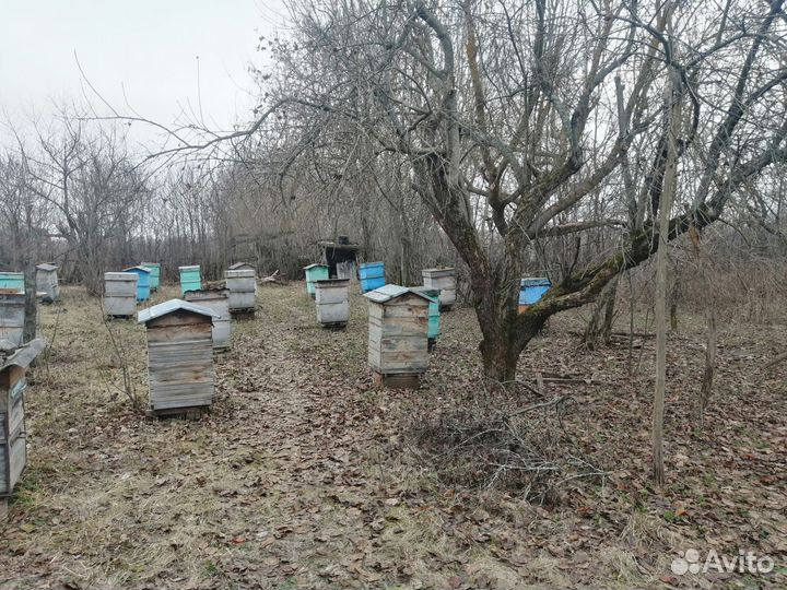 Пчелы и улья