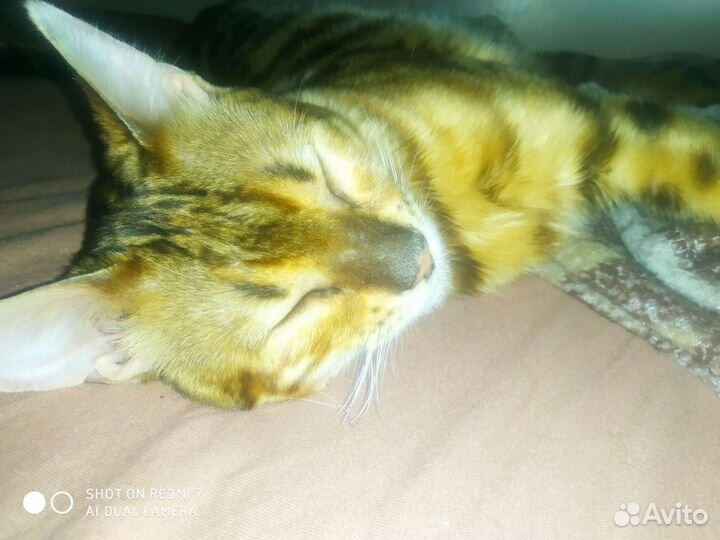 Бенгальский леопард