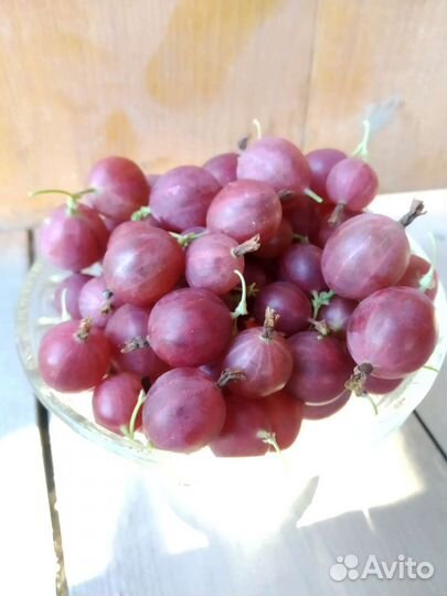 Крыжовник два сорта